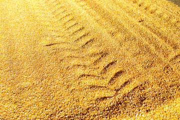 corn dries after harvesting under the sun on a transport road