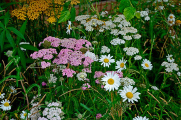 A close up detail of a flowering border with Achillea and Leucanthemum in a country garden © Garden Guru