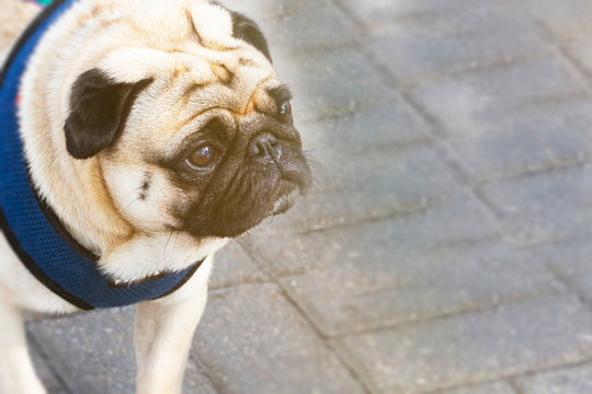 Colorful portrait of sad purebred dog outdoors and looking somewhere with depression in his eyes. Copy space.