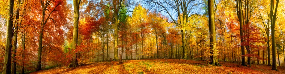 Selbstklebende Fototapete Panoramafotos Buntes Waldpanorama im Herbst