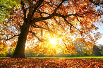 Tuinposter Majestic oak tree at autumn sunset © Smileus