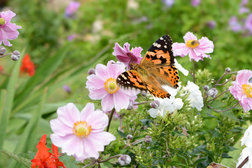 Schmetterling 621 © K.-U. Häßler