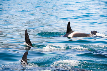 Fototapeta premium Killer whales in Kamchatka. Killer whales in the wild against a landscape with volcanoes