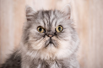 Cute persian grey kitten