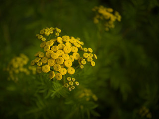 Tanacetum vulgare in the morning light (I)