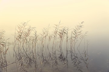 Swampy lake in fog, artistic nature background