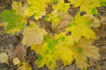 Colorful background of autumn leaves