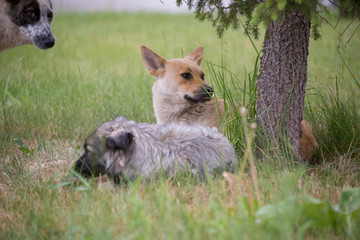 Homeless dogs are lying on the lawn, dogs are looking at the camera