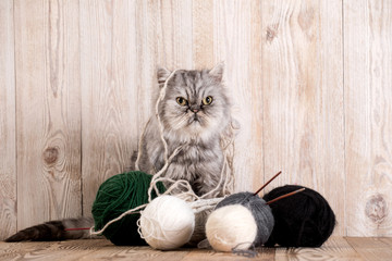 Fluffy grey persian cat with a ball of yarn