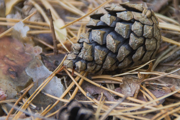 Closeup fir cone on the background of dried spruce needles. Pine. Nature. Photo background. Wallpaper. Texture.