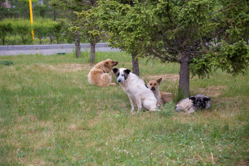 Homeless dogs are lying on the lawn, dogs are looking at the camera