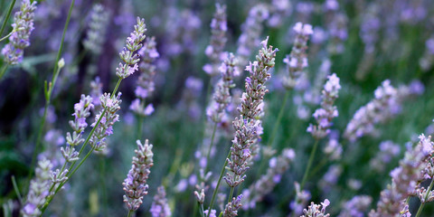 close up of lavender flower in provence -south of france