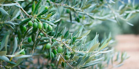 Fototapeten grüne Oliven wachsen im Olivenbaum, in einer mediterranen Plantage © MICHEL
