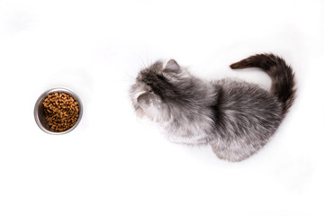 cat waiting for food on a white background, Portrait of persian cat looking at empty bowl