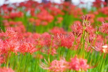 巾着田のヒガンバナ