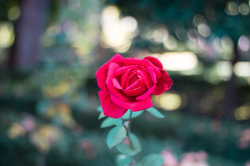 Fototapeta na wymiar red rose on a dark background
