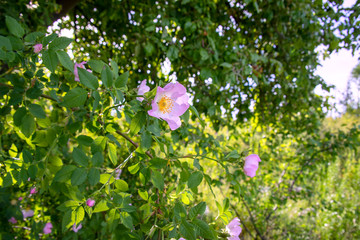 Flowering bush of pink rose hips close up