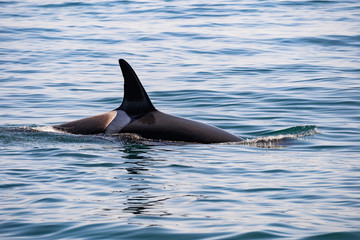 View of killer whale above water near Kamchatka Peninsula, Russia.