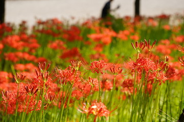 巾着田のヒガンバナ