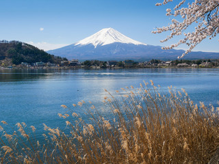 Natural landscape view of the Kawaguchi Lake with mount Fuji-the most beautiful vocano- and sakura tree (pulm,cherry blossom tree) in full bloom spring time in Japan