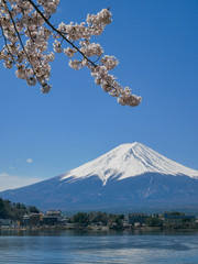 Natural landscape view of the Kawaguchi Lake with mount Fuji-the most beautiful vocano- and sakura tree (pulm,cherry blossom tree) in full bloom spring time in Japan