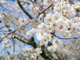 Landscape natural view of Cherry Blossom Flower(pulm flower,sakura flower) in spring sunshine daytime with blue sky in background