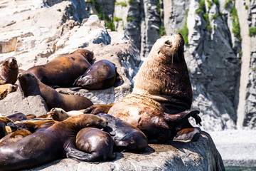 Fototapeta premium San Diego, California - USA. Close up of a Californian sea lion (Zalophus californianus) posing on a rock in the reefs of La Jolla beach
