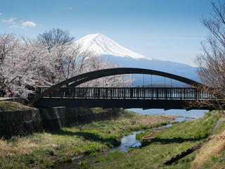 Natural landscape view of the Kawaguchi Lake with mount Fuji-the most beautiful vocano- and sakura tree (pulm,cherry blossom tree) in full bloom spring time with small bridge in Japan