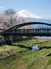 Natural landscape view of the Kawaguchi Lake with mount Fuji-the most beautiful vocano- and sakura tree (pulm,cherry blossom tree) in full bloom spring time with small bridge in Japan