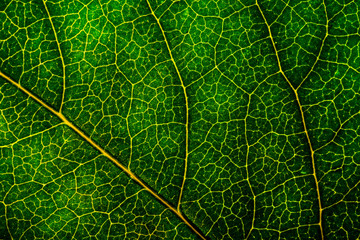 Fototapeta na wymiar Background image of a leaf of a tree close up. A green leaf of a tree is a big magnification. Macro shooting.
