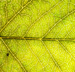 Background image of a leaf of a tree close up. A green leaf of a tree is a big magnification. Macro shooting.