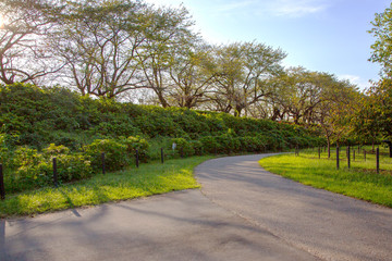 Fototapeta na wymiar 季節外れの桜の木の道