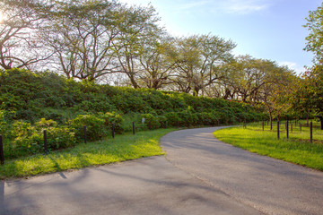 季節外れの桜の木の道