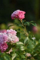 Obraz premium Rosa Rosenblüten