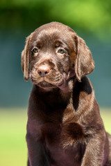 Fototapeta premium Portrait of a chocolate labrador retriever pup