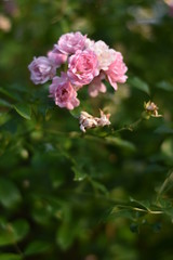 Obraz premium Rosa Rosenblüten