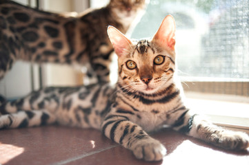 Young bengal cat sitting on the floor