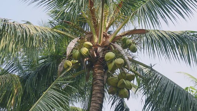 bunches of green coconuts hanging on palm tree