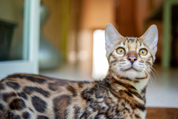 Young bengal cat sitting on the floor