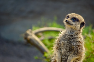 Meerkat staring