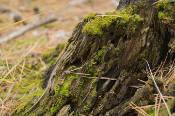 Fototapeta premium Moss covered tree stump in woodland