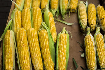 Corn on the market. Thanksgiving Autumn Harvest Sale