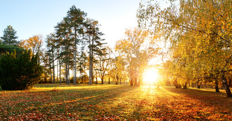 Autumn forest panorama in park