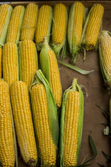 Corn on the market. Thanksgiving Autumn Harvest Sale