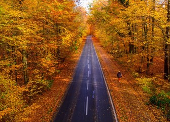 Autumn Road