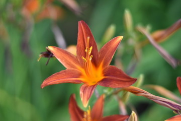 Blühende Taglilie (Hemerocallis)