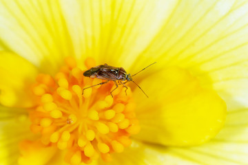 Forest bug stink on a yellow flower
