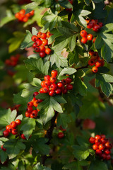 Ripe berries of hawthorn in dense foliage