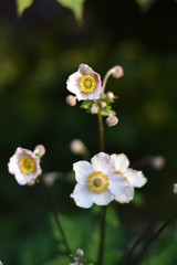 Blühende Herbst-Anemone (Anemone hupehensis)