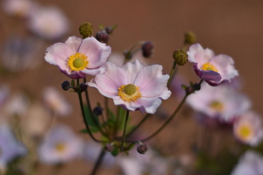 Bl&uuml;hende Herbst-Anemone (Anemone hupehensis)